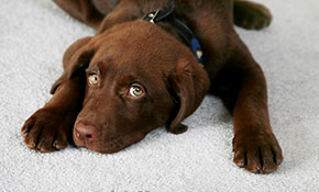 dog on carpet after pet odor removal in Carlsbad
