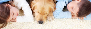 Pet Stains & Odor Removal | BNK Chem-Dry Carpet Cleaning